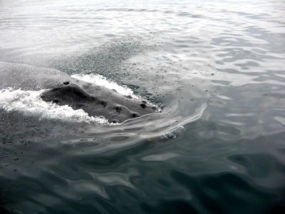 Baleine à Bosse Las Galeras Samaná